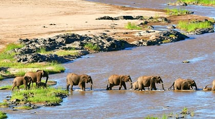 Elephants cross the river, Kruger National Park, South Africa.