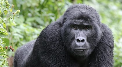 Mountain gorilla in Uganda