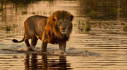 Lion wading in waters of the Okavango Delta, Botswana