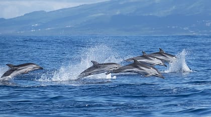 Family of dolphins in the Azores, Portugal Family of dolphins in the Azores, Portugal