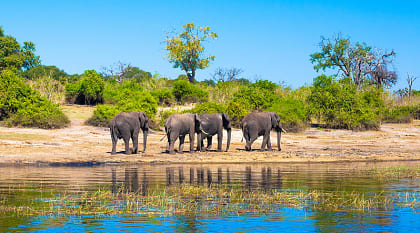 Elephants at a watering hole in Chobe National Park, Botswana