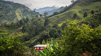 Coffee culture landscape in Colombia