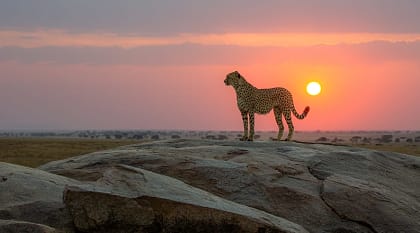 Cheetah in the African savanna at sunset