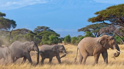 Elephant herd with Kilimanjaro mount in the background