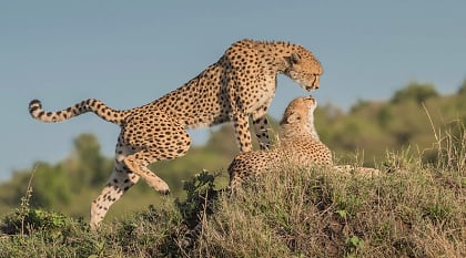 Cheetahs in Selous National Park, Tanzania