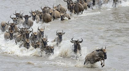 Wildebeests crossing the Mara river in Tanzania