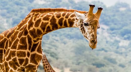 Iconic Rwanda and Kenya Big-Game Safari