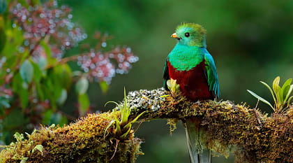 One of the beauties of the wild forests of Costa Rica Quetzal - sacred bird of the Mayan tribe