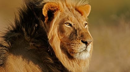 Lion in Greater Kruger, South Africa