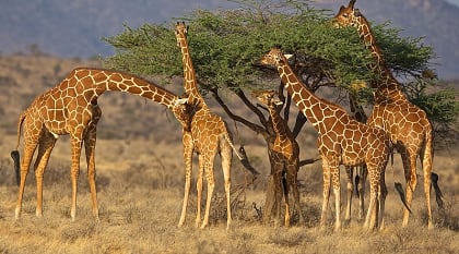 Giraffes in Kenya