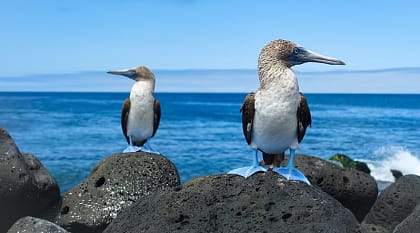 Blue-footed boobies in the Galapagos in Ecuador