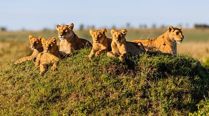 Two lionesses and four cubs laying on termite hill, enjoying the sun in Masai Mara, Kenya