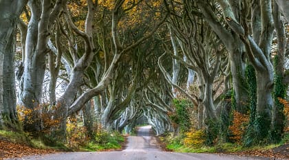 Majestic tree of the Dark Hedges in County Antrim, Northern Ireland