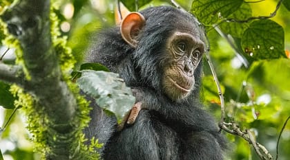 Chimpanzee in Uganda