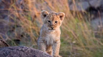 Lion cub in Tanzania