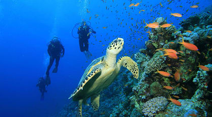 Scuba diving in Dahab, Egypt