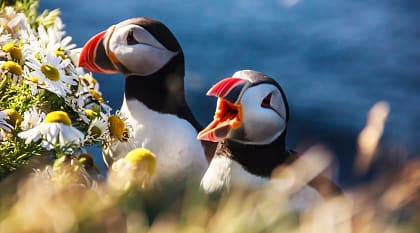 Puffins birds in Iceland