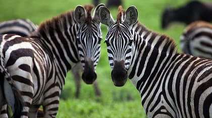 Zebras in Serengeti National Park in Tanzania