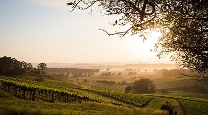 Vineyards in Hunter Valley, Australia