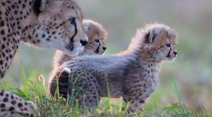 African Safari for First Timers - Female cheetah with her cubs in South Africa