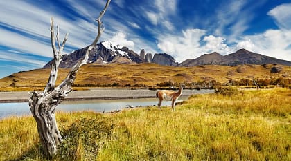 Guanaco in the Patagonia mountains