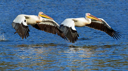 White pelicans over lake in Namibia