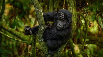 Gorilla in Bwindi NationalP Park in Uganda