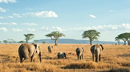 Herd of elephants on the plains, Tanzania