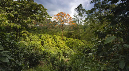 Coffee plantation in Costa Rica