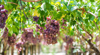 The grapes are ripe and ready to harvest. Variety quot uva Italia quot. September, near the city of Agrigento. The grapes are ripe and ready to harvest. Variety quot uva Italia quot. September, near the city of Agrigento.