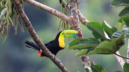 Keel-billed toucan in Costa Rica