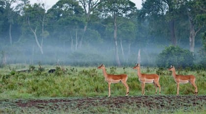 Three impalas standing in a line in a lush area of Masai Mara, Kenya, Africa