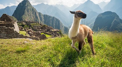 Llama at Machu Pichu in Peru