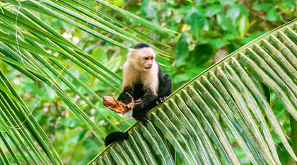 Capuchin monkeys in Manuel Antonio National Park, Costa Rica