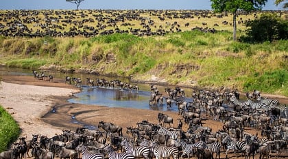 The Great Wildebeest Migration is one of nature's greatest spectacles as two million animals cross the Serengeti.