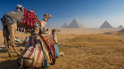 Camels rest before majestic pyramids on Egypt’s sunlit Giza Plateau.