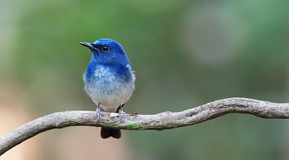 Burma bird, Myanmar