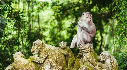 Long tailed macaque in bright green Ubud Monkey Forest