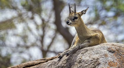 Klipspringer antelope resting  in Kruger National Park, South Africa