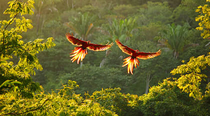 Tropical rainforest in Costa Rica