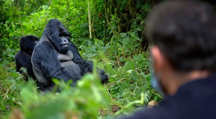 Tourist observing mountain gorilla in the African jungle