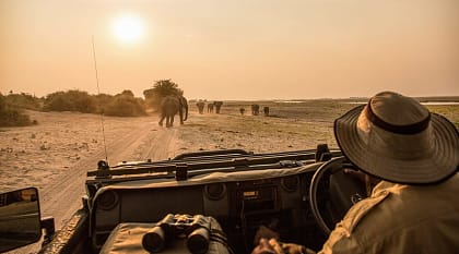 Observing elephant migration from a safari vehicle in Chobe National Park, Botswana