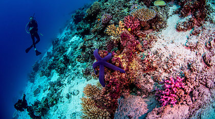 Scuba diver in Fiji