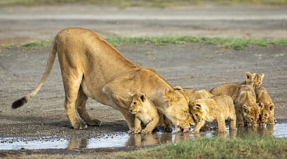Lioness drinking with her cubs at Ndutu in the Ngorongoro Conservation Area, Tanzania