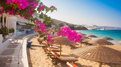 Pink bougainvillea blooming on the beach of Mykonos, Greece