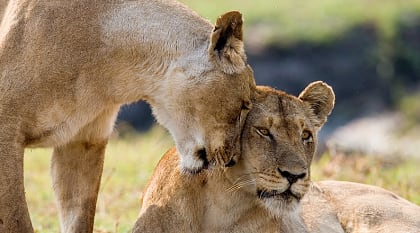 Two lionesses in Zambia