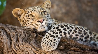 Botswana Safari Chobe National Park