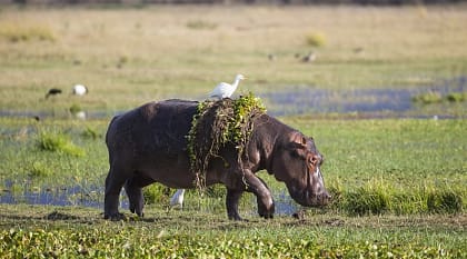 Hippopotamus walking out of water with hyacinth weed and egret on her back