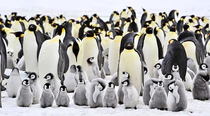 Emperor penguin colony on Snow Hill, Antarctica
