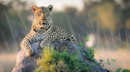 Leopard reclining on top of termite mound in the Okavango Delta, Botswana